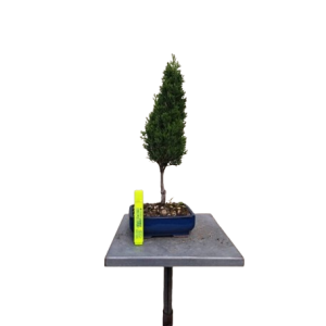 Bonsai Cipressus Toscana