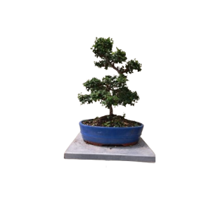 Bonsai Cotoneaster