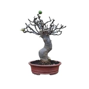 Bonsai Fico carica frutto